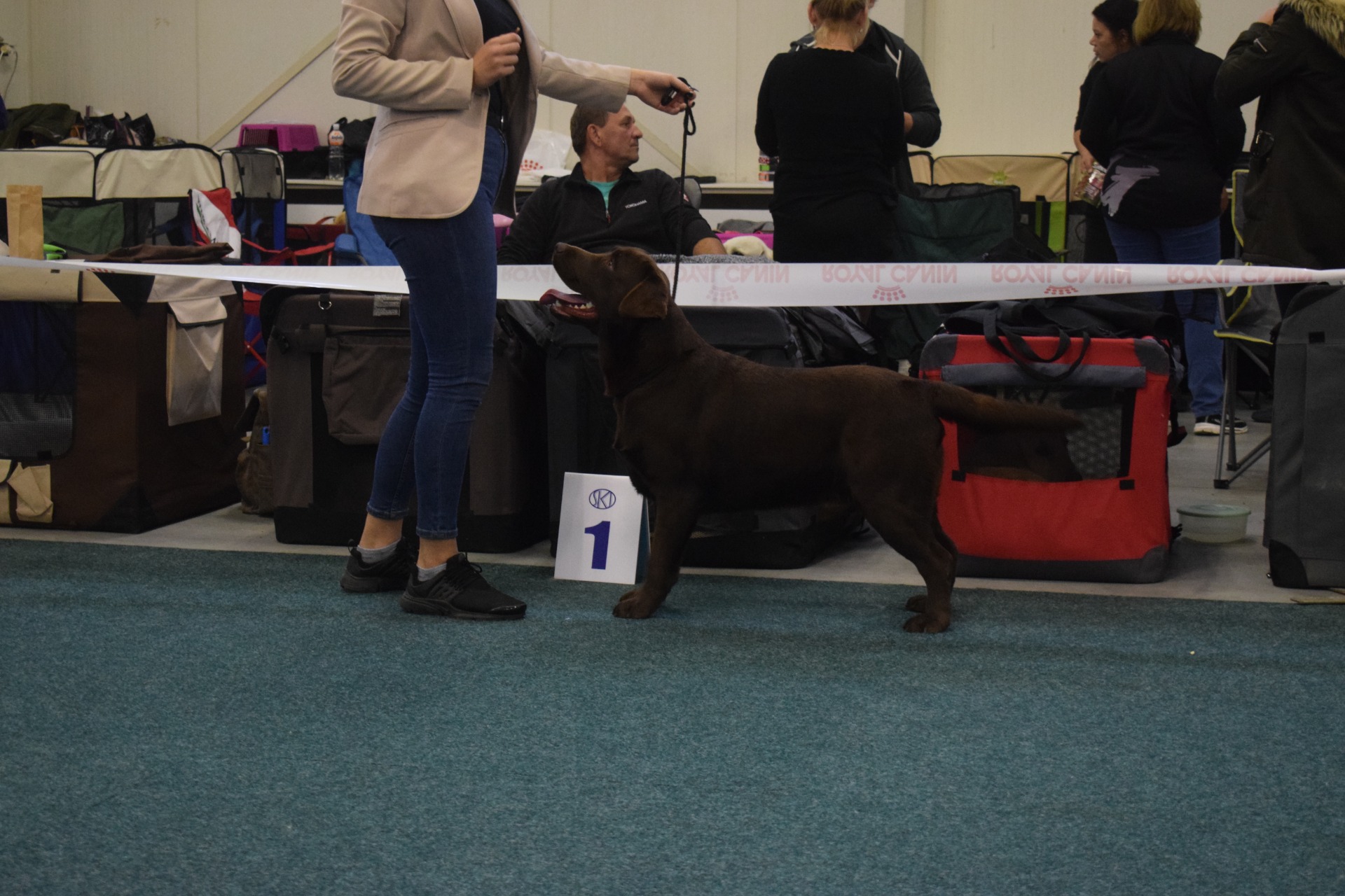 Mezinárodní výstava Bratislava-V1- CAJC-mladých-Junior BOB