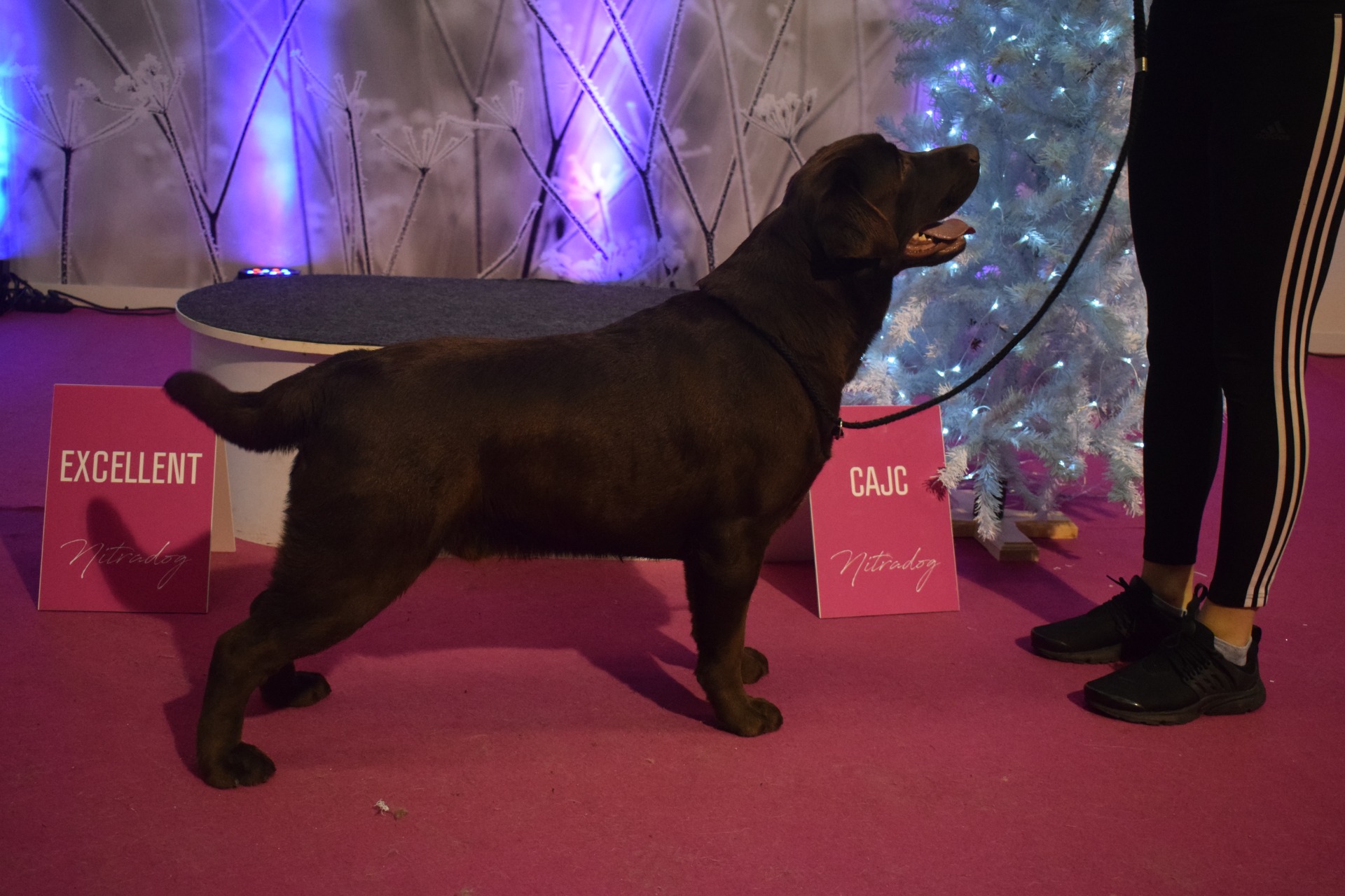 MVP FCI-CACIB NITRA - V1 - CAJC