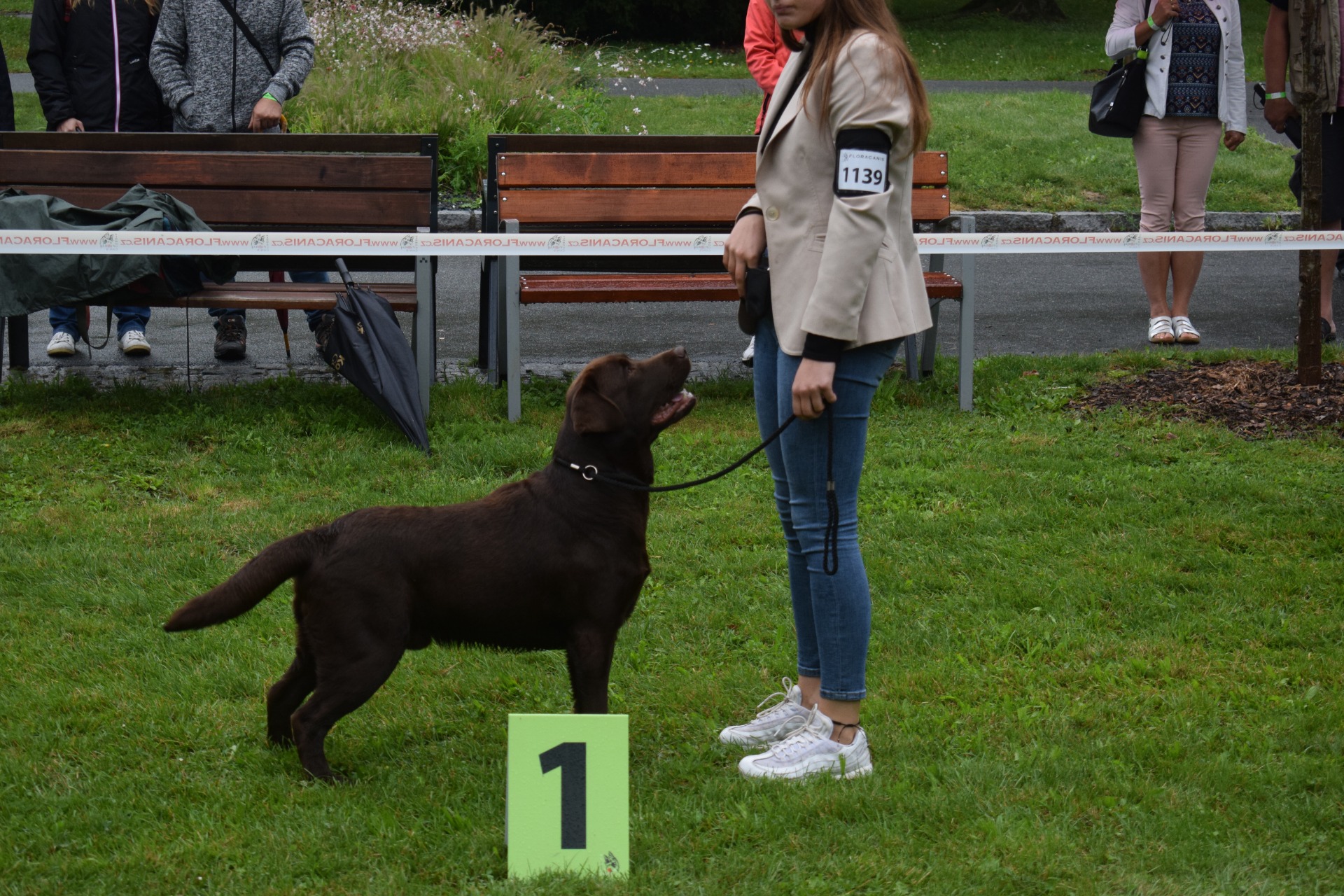 Klubová výstava Horka nad Moravou -  V1 CAC