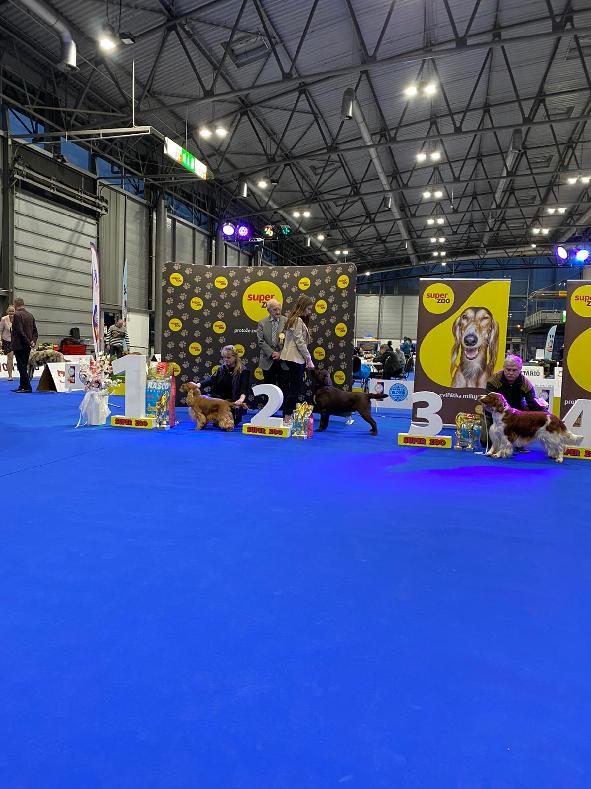 Národní výstava psů Brno - V1 CAC Národní vítěz BOB