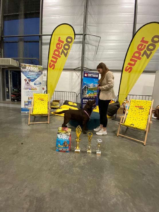 Národní výstava psů Brno - V1 CAC Národní vítěz BOB 